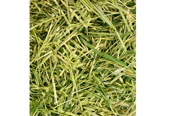 ReadiGrass Green Oat 1kg - til den hø-kræsne kanin